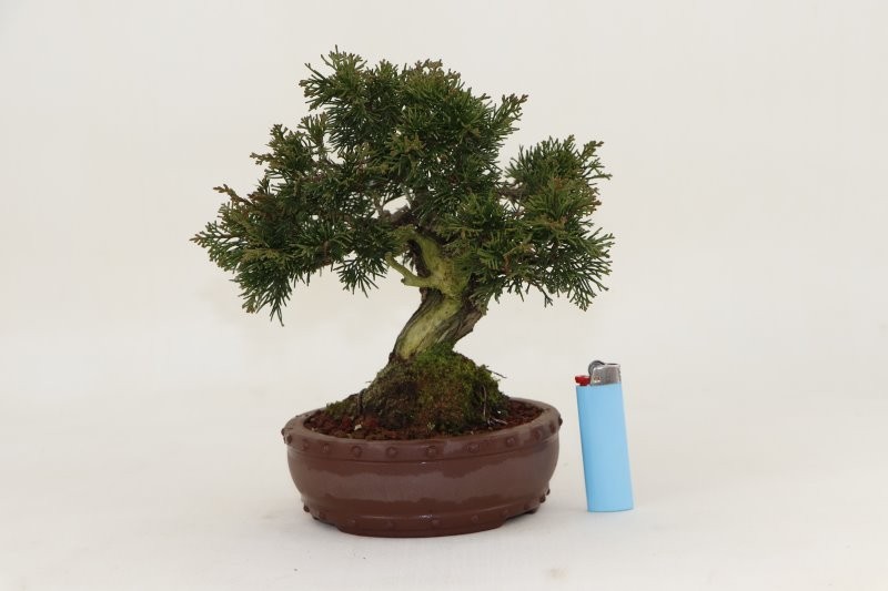 Bonsai Juniperus Chinensis - 19 cm