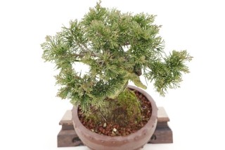 Copa vista desde arriba Bonsai Juniperus Chinensis - 19 cm