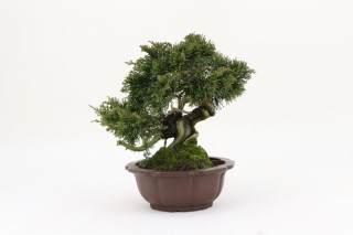 Frente Bonsai Juniperus Chinensis - 19 cm