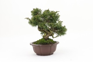 Trasera Bonsai Juniperus Chinensis - 19 cm