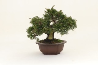 Bonsai Juniperus Chinensis - 17 cm- japón