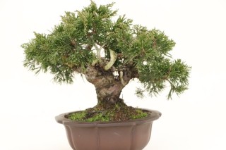 Trasera Bonsai Juniperus Chinensis - 17 cm-japón