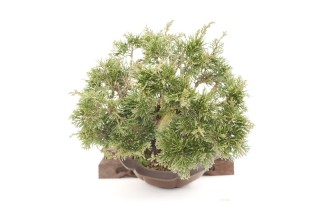 copa Bonsai Juniperus Chinensis - 17 cm- japones