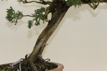 Sabina ( Juniperus Sabina)...