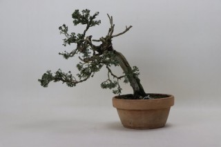 Sabina ( Juniperus Sabina)...