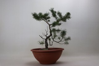 Pino( Pinus Sylvestris)...
