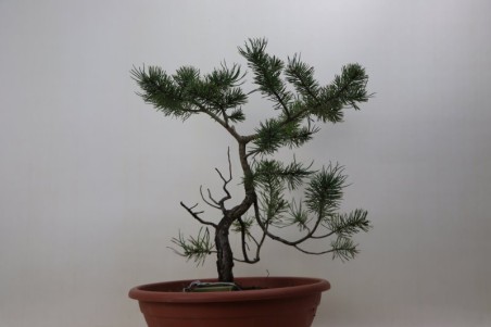 Pino( Pinus Sylvestris)...