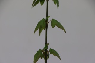 Plantón de Arce Buergerianum para formación de bonsai