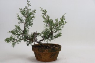 Juniperus Itoigawa BON0101