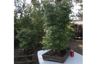 Bonsai bosque arces buergerianum -frente