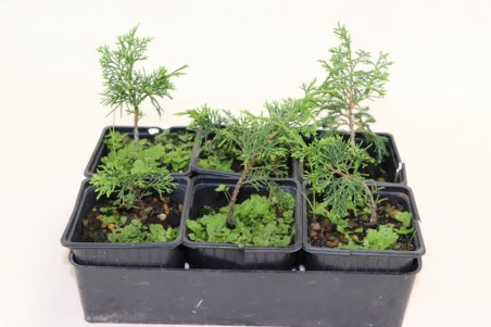 Plantón Juniperus Itoigawa...